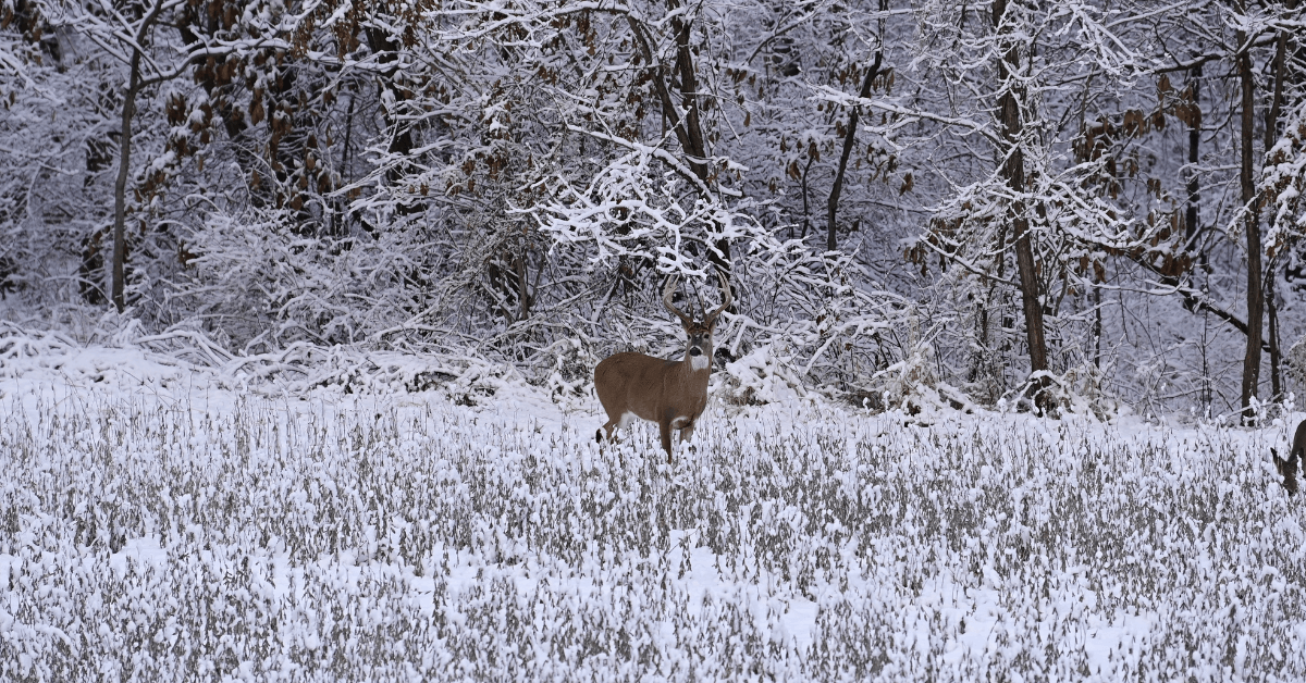 Featured Image for Late-Season Whitetail Food Sources in the Midwest and North